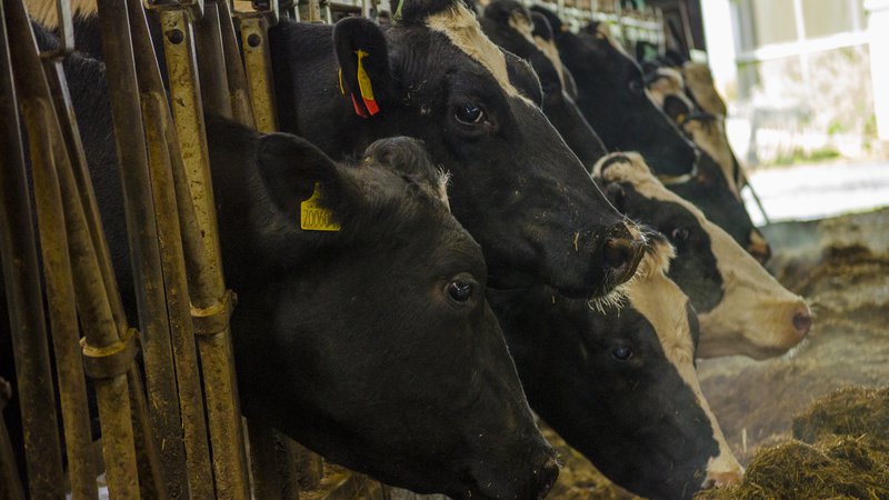 Cows (26).jpg