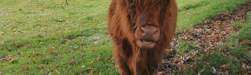 Highland Cow - Maria Rodrigues.jpg