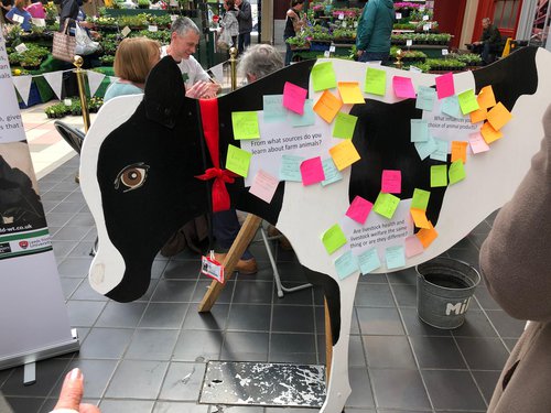 Martha the cow