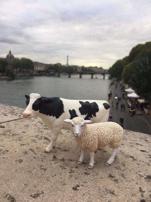 Animals Paris 5