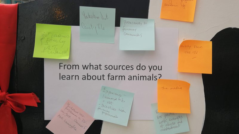 Food Busk Newcastle A question 'from what sources do you learn about farm animals?' is printed in black text on a white A4 piece of paper. It is stuck onto a large black and white wooden cow. Surrounding the question are multiple coloured hand written sticky notes.