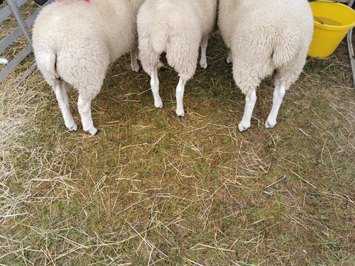 Sheep feet