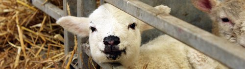 Lamb.jpg