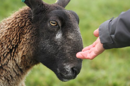 A photograph of a close-up showing a ewe sheep (left) tentatively extending its head toward a hand, reaching in from the right. Only the sheep's head and a little part of its neck is visible - its coat is coarse and grey-white. The hand is open, palm facing up, only visible to just past the wrist.